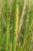 Dolerus sp.